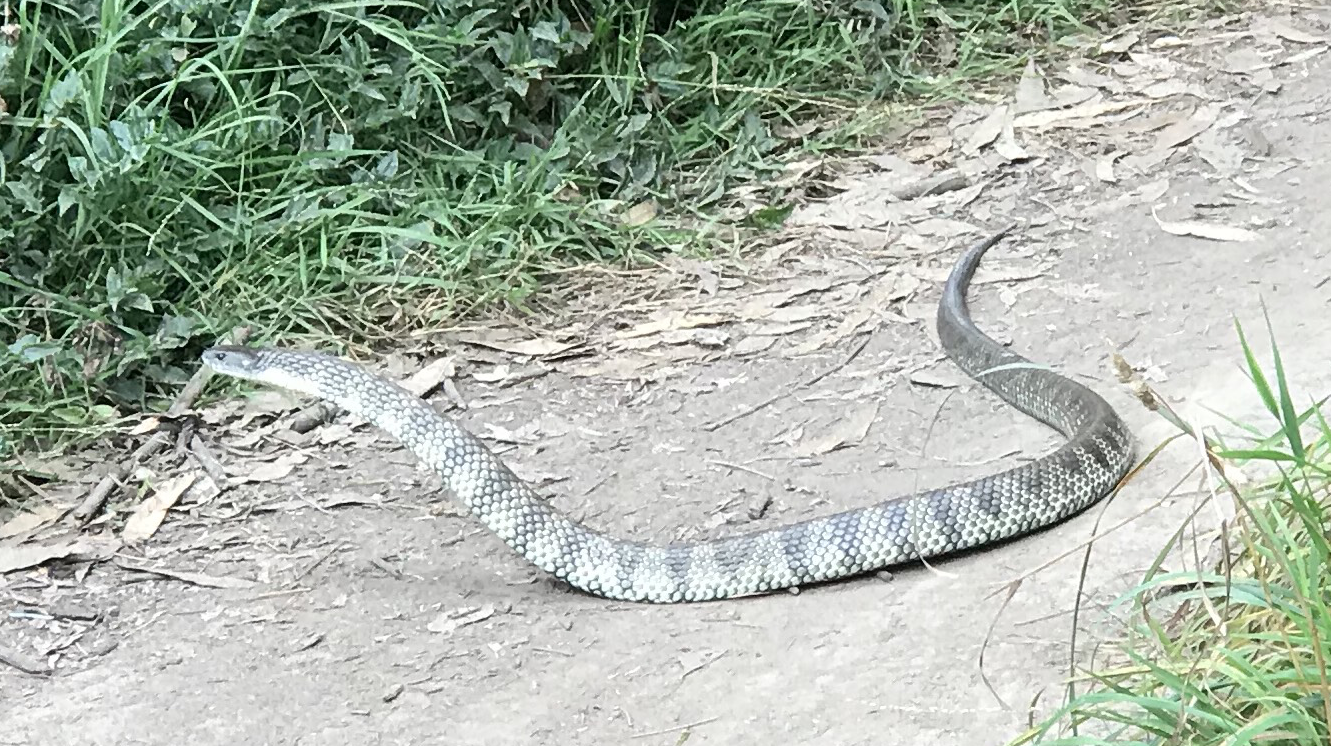 Tiger snake in pose